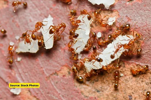 Fire ants attacked a village in Odisha, forcing villagers to flee