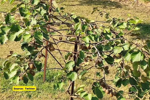 Extreme weather: Himachal's apple harvest could be over 50% less this year