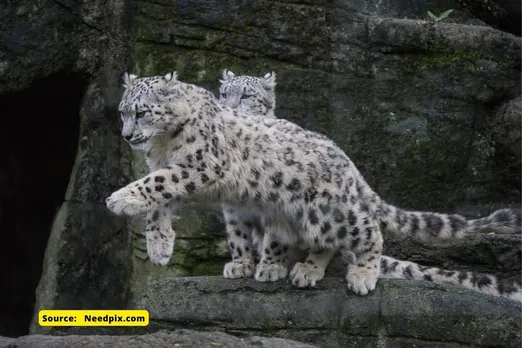 Where does snow leopard live and how many are left in world?
