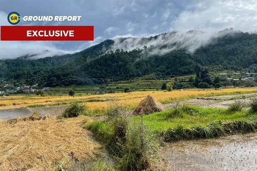 paddy crop destroyed in uttarakhand