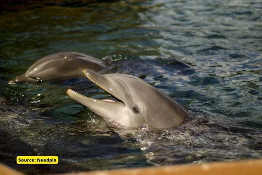 Gangetic River Dolphins count rise to 208, What we did to achieve this?