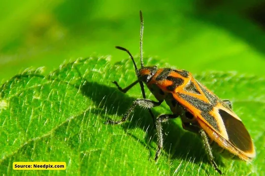 Climate Change can put more Insects at risk for extinction