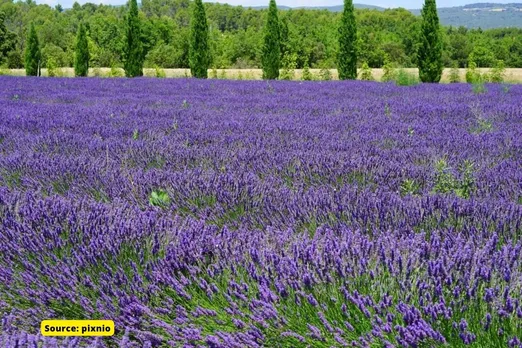 How Lavender Cultivation started in Jammu and Kashmir?
