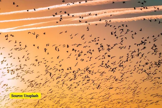 Bird’s Migration: What, Why, When and where?