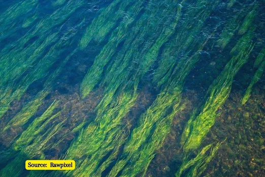 What is Seagrass and how can it help fight climate change?