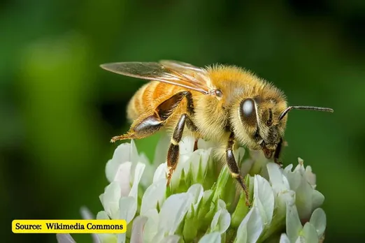 Honeybee life span is reducing, How this will impact us?