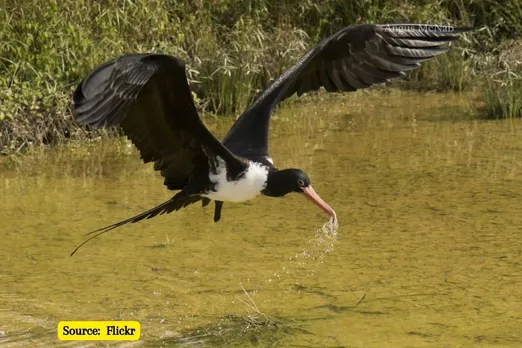 Rarest birds on the planet are most at risk of extinction