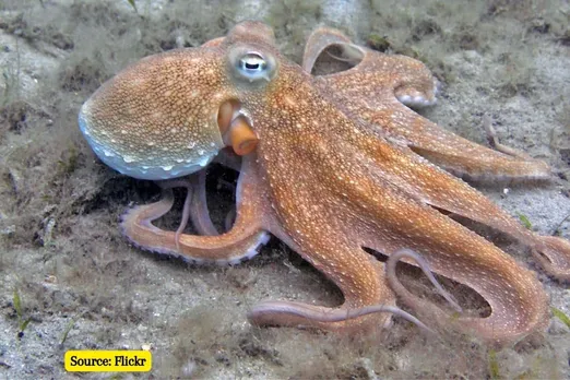 What do octopus and human brains have in common?