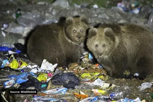 Brown Bears living like pigs in Kashmir, eating garbage and plastics