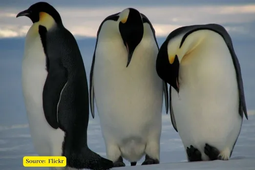 Emperor penguins could be near extinct by 2100