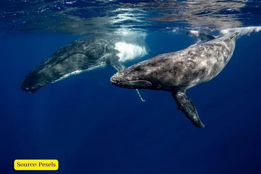 Each whale can sequester 33 tons of CO2, we have to save them!