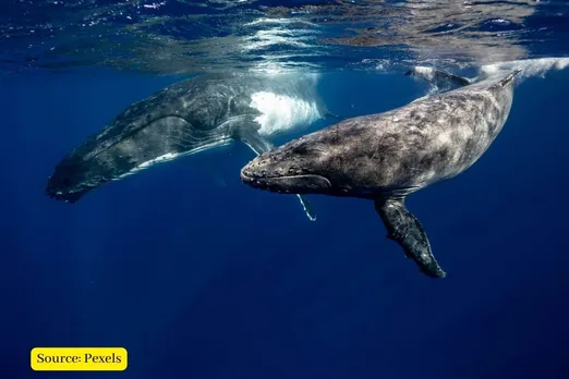 Whales could save the world from climate change