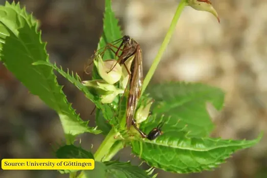 ‘Bizarre’ new scorpionfly species found in Nepal, here how it looks