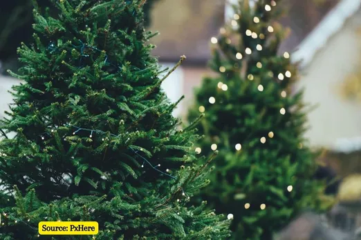 Types of Christmas trees, how much it cost in different countries?