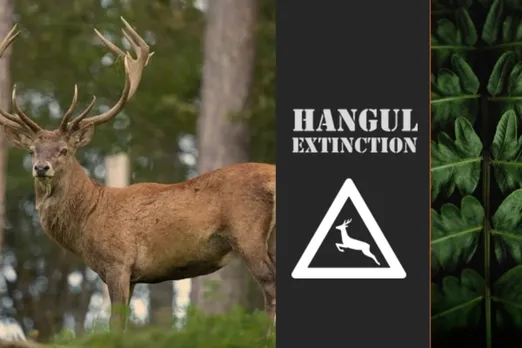 Kashmiri Deer Hangul facing threat of extinction due to rising cement factories