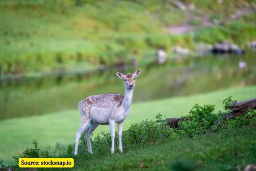 COP15 begins, summit of the decade to save nature