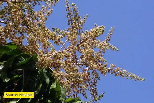 Climate change: Mango blossoms ahead of time in Odisha