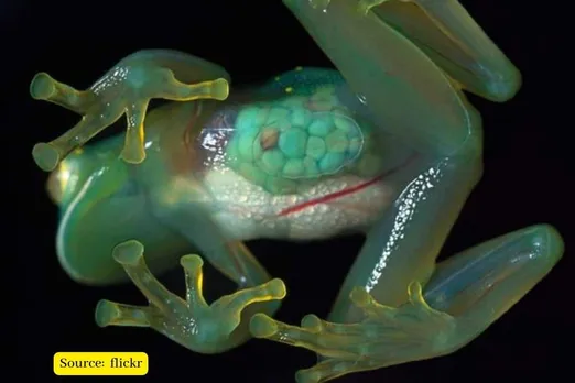 Glass frogs hide red blood cells in their liver to become transparent