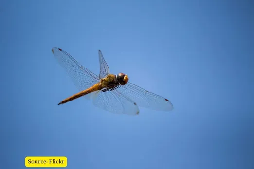 Flying insects decreased by 64% since 2004, but how?