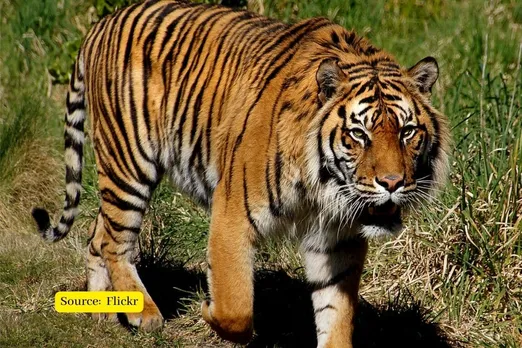 Tiger attacks man in Ramnagar, Half eaten body found