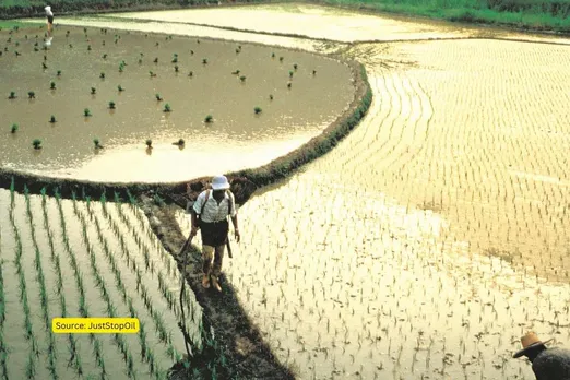 rice cultivation in assam