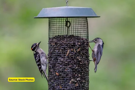 Birdfeeders are not good for birds