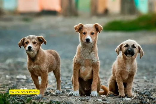 They burnt 3 pups to death and poisoned their mother in Bhopal