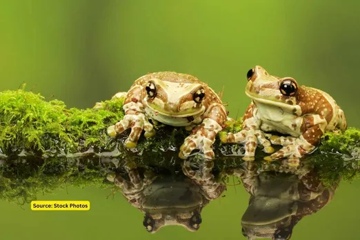 The declining frog population indicates environmental damage