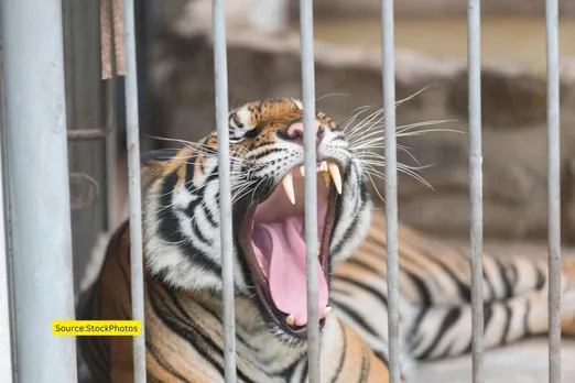 Do zoos really help in protecting wildlife?