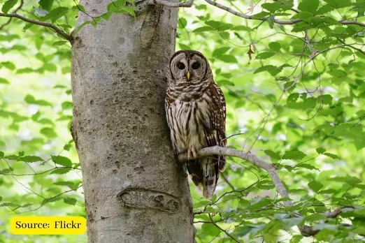 Why J&K’s wildlife department warns against owl capturing?