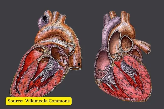 Female and male hearts respond differently to stress: study