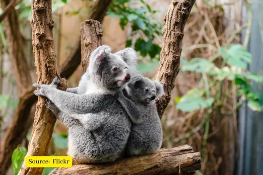 Koalas could be extinct within 30 years