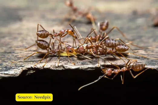 How do ants respond to rising temperatures?