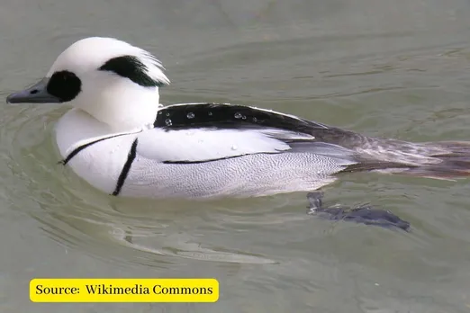 Know about rare diving duck ‘Mergellus Albellus’ spotted in Kashmir