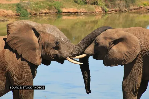 Elephants are ‘Environmental Engineers’ and can help us fight climate change
