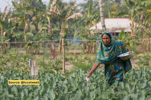 What is the 'salt solution' revolutionizing agriculture in Bangladesh?