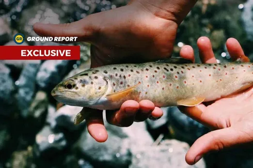 Trout fish seeds once brought from abroad, now flourishing business in Kashmir