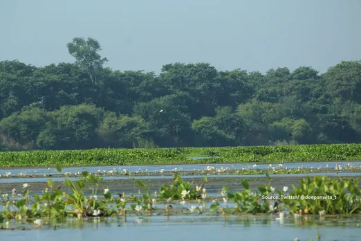 Haiderpur Wetlands: de-watering impacting the endangered species!