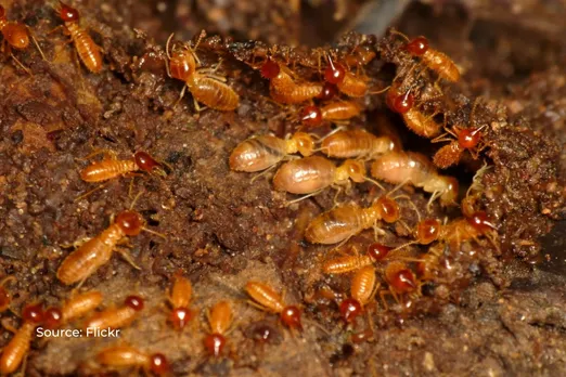 The way termites accelerate global warming is unbelievable