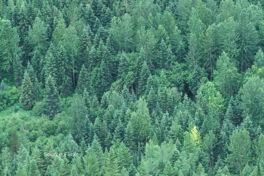 Why world's forests might lose their ability to absorb carbon?
