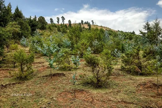 Genetically modified trees were planted for the first time in US