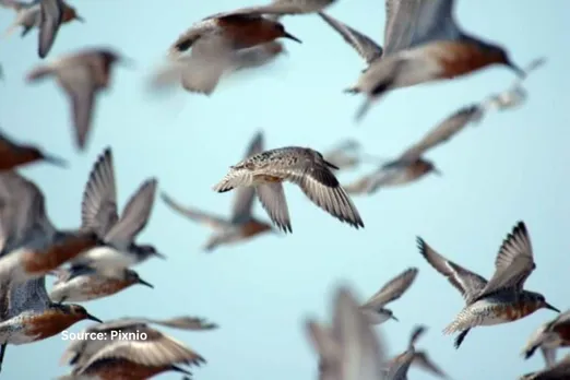 Which animals can predict earthquakes?