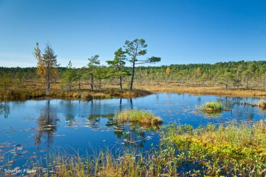 Over 90% of salt marshes at risk from sea level rise: Study