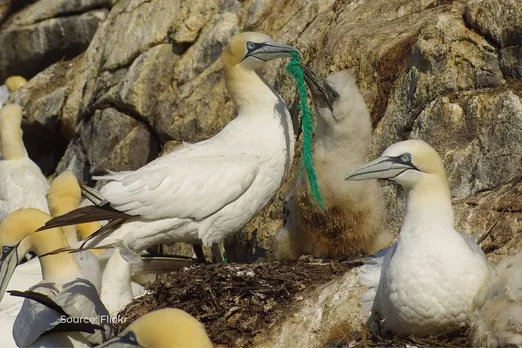 What is plasticosis, new disease caused by plastic pollution in birds?