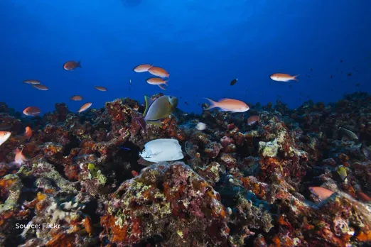 Over 500 Reef species in Australia decline in last decade