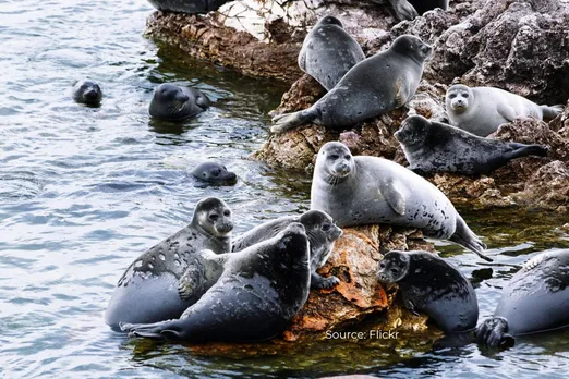Meet Lake Baikal's unique freshwater Nerpa seal