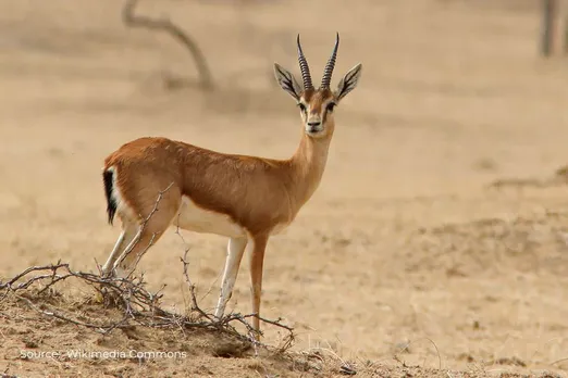 Viral video shows people eating chinkara meat in Jodhpur