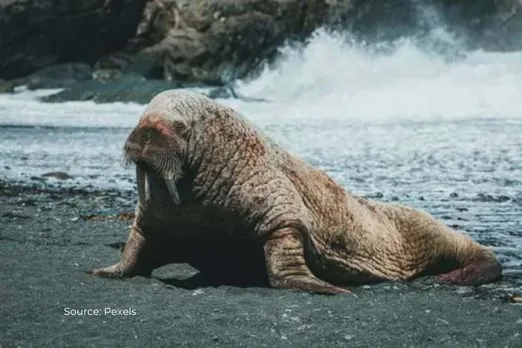 Male 'good genes' may be causing harm in some species