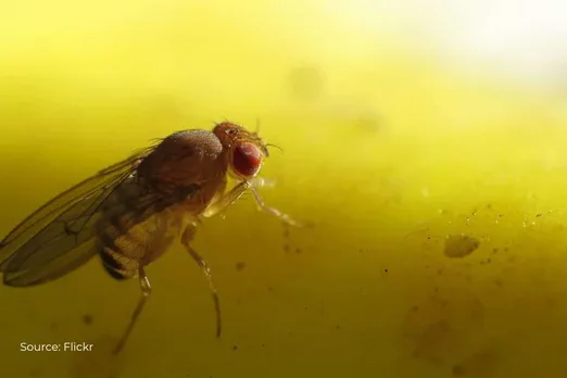 Pollution is increasing mating attempts between male flies