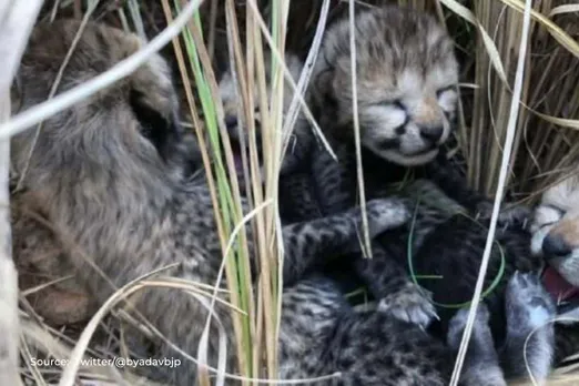 Good News: Four Cubs born to one of the cheetahs translocated to India